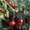 Clakamas Blueberry (Клакамас черника) Clakamas Blueberry (Клакамас черника)