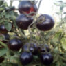 Clakamas Blueberry (Клакамас черника) Clakamas Blueberry (Клакамас черника)