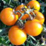 AnnaSun (АннаСан) AnnaSun (АннаСан)