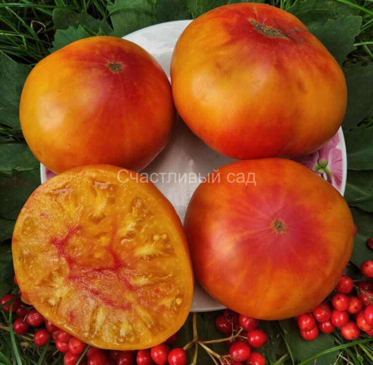 Pamplemousse du Grand Père (Грейпфрут великого Папы) Pamplemousse du Grand Père (Грейпфрут великого Папы)