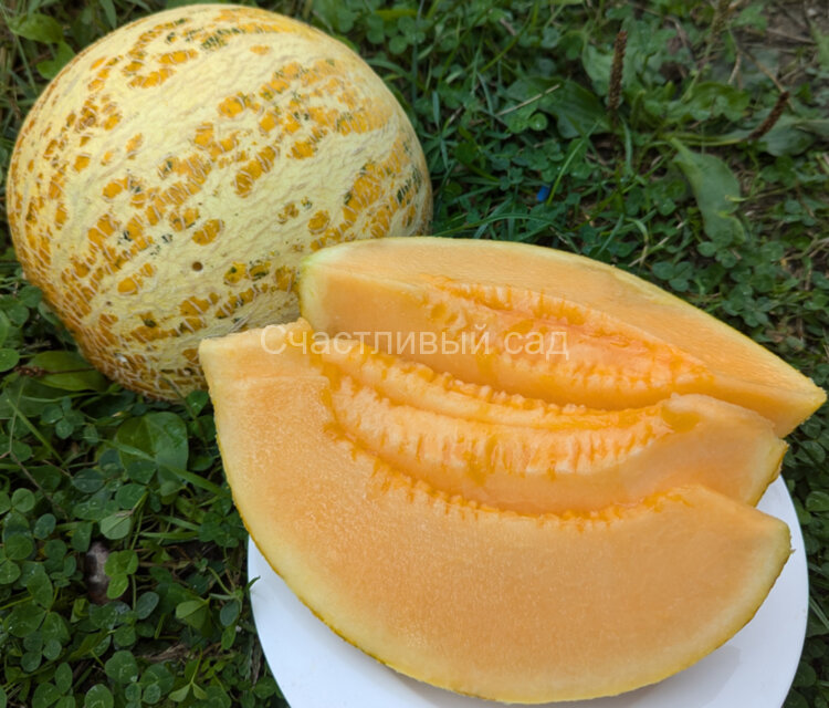 Дыня Сыкызлы (Sakizli) Дыня Сыкызлы (Sakizli)