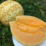 Дыня Сыкызлы (Sakizli) Дыня Сыкызлы (Sakizli)