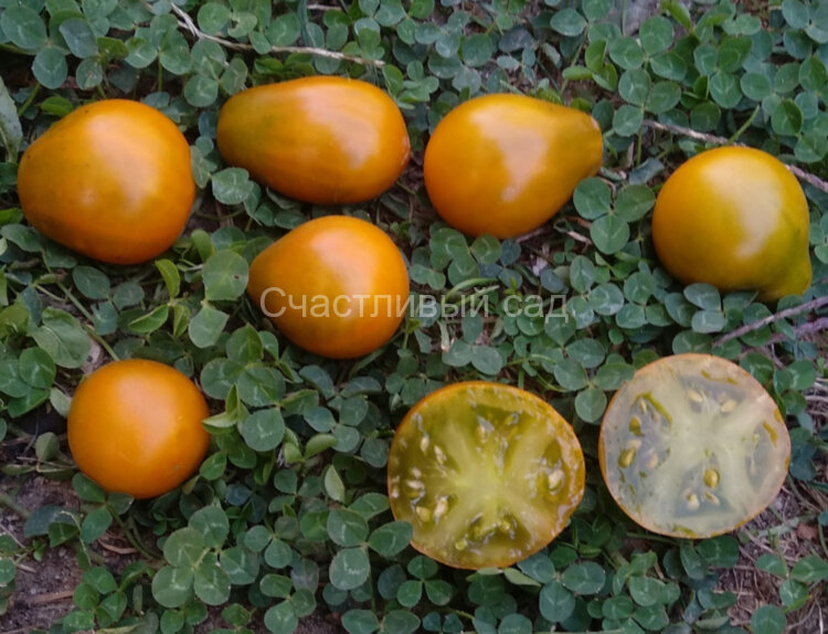 Cherokee Green Pear (Зеленая груша Чероки) Cherokee Green Pear (Зеленая груша Чероки)