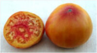 Manhattan Bicolor (Манхэттен биколор)