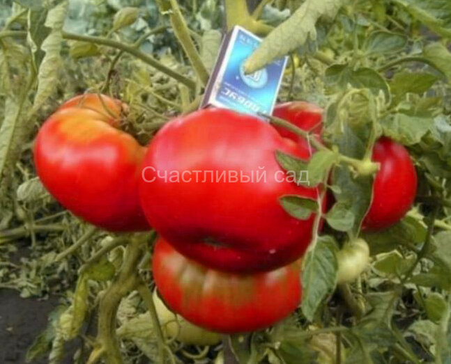 Зимаревский великан