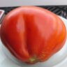 Red Pear Franchi (Красная груша Франчи)