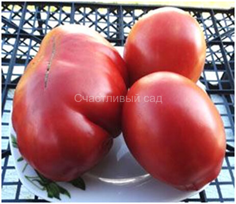 Red Pear Franchi (Красная груша Франчи)