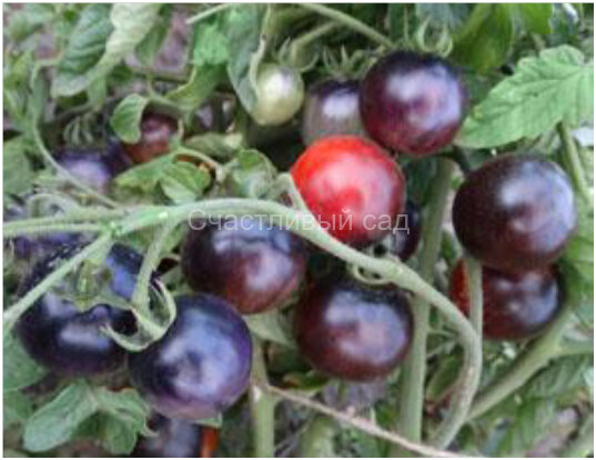 Indigo Cherry Drops (Вишневые Капли цвета Индиго)