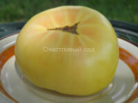 Винсент белый (Vincent’s White)