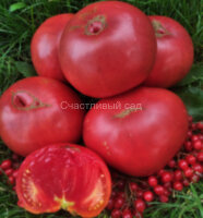 Brandywine Purple (Брэндивайн пурпурный)