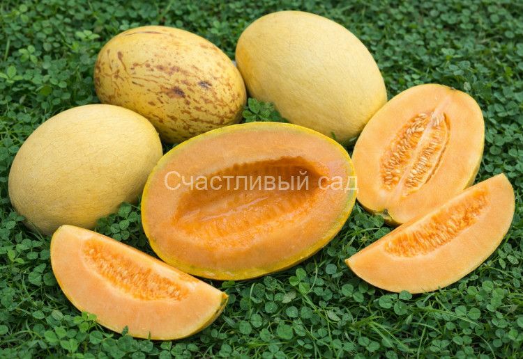 Дыня Мельба Дыня Мельба