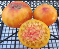 Grapefruit (US Version) (Грейпфрут (версия США))