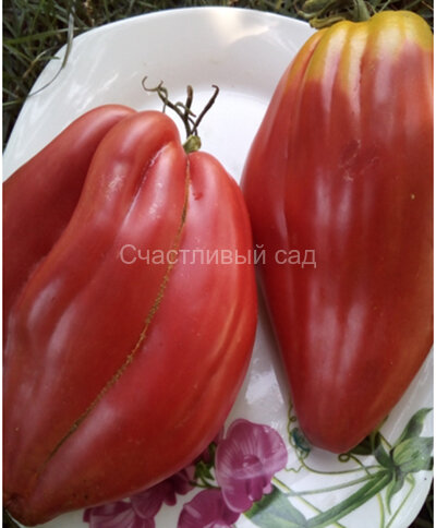 Тюльпан розовый