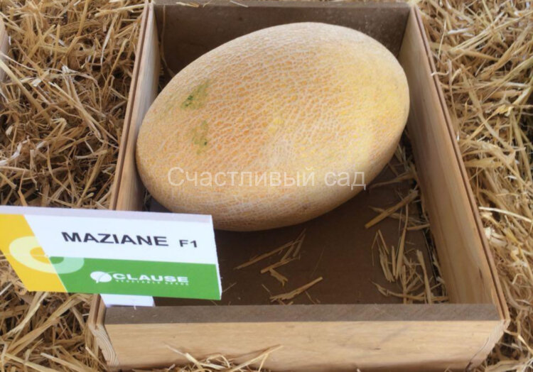 Дыня Maziane F1 (Мазин F1) (Clause)