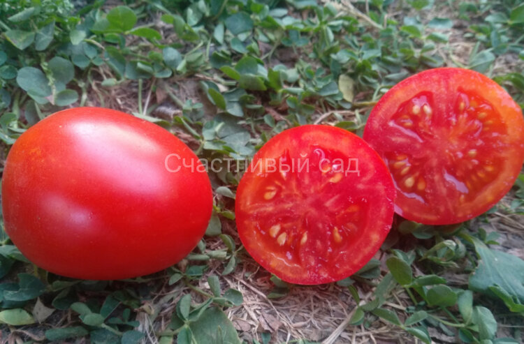 Айрат