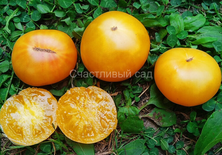Moliagul Moon Dwarf (Гном Молиагул Мун) Moliagul Moon Dwarf (Гном Молиагул Мун)