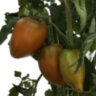 Суровая дыня немцев Поволжья (Severe Melon) 