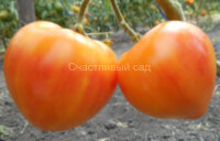 Pineapple Oxheart (Ананасное бычье сердце)