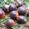Mocha's Cherry Dwarf (Гном вишня Мокко, Гном черри Мокко)