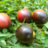Mocha's Cherry Dwarf (Гном вишня Мокко, Гном черри Мокко)