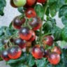 Mocha's Cherry Dwarf (Гном вишня Мокко, Гном черри Мокко)