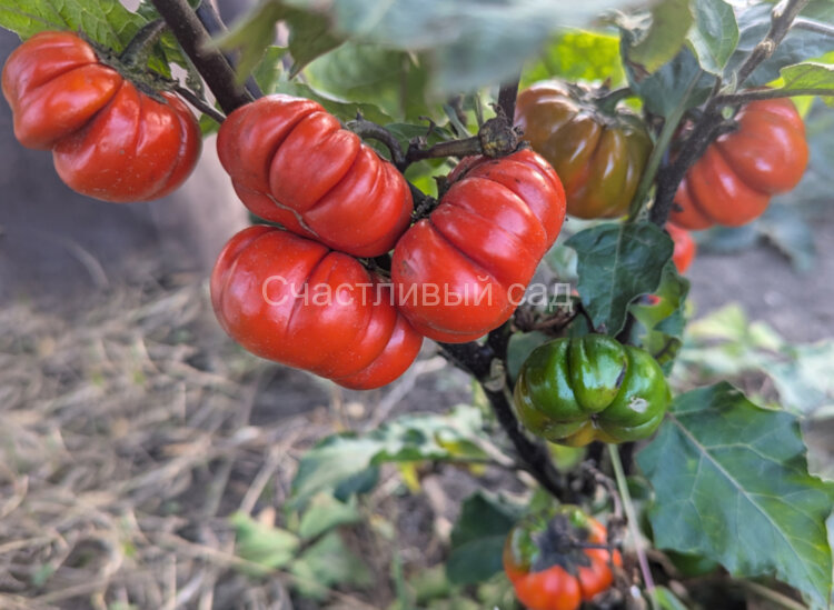 Баклажан Оранжевый принц (Orange Prince)