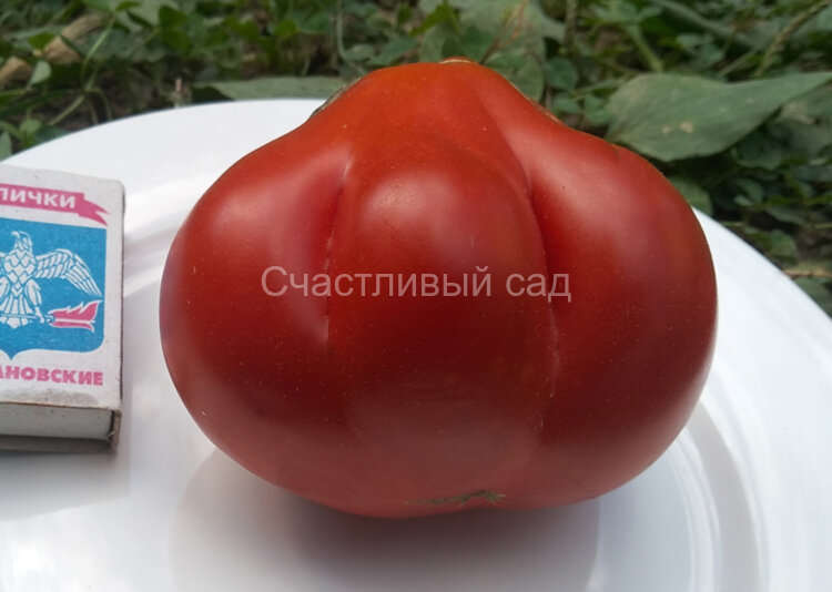 Красный кошелек (Sakiewka Czerwona) Красный кошелек (Sakiewka Czerwona)