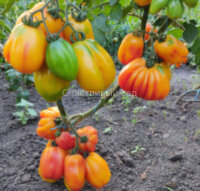 Калифорнийский тюльпан