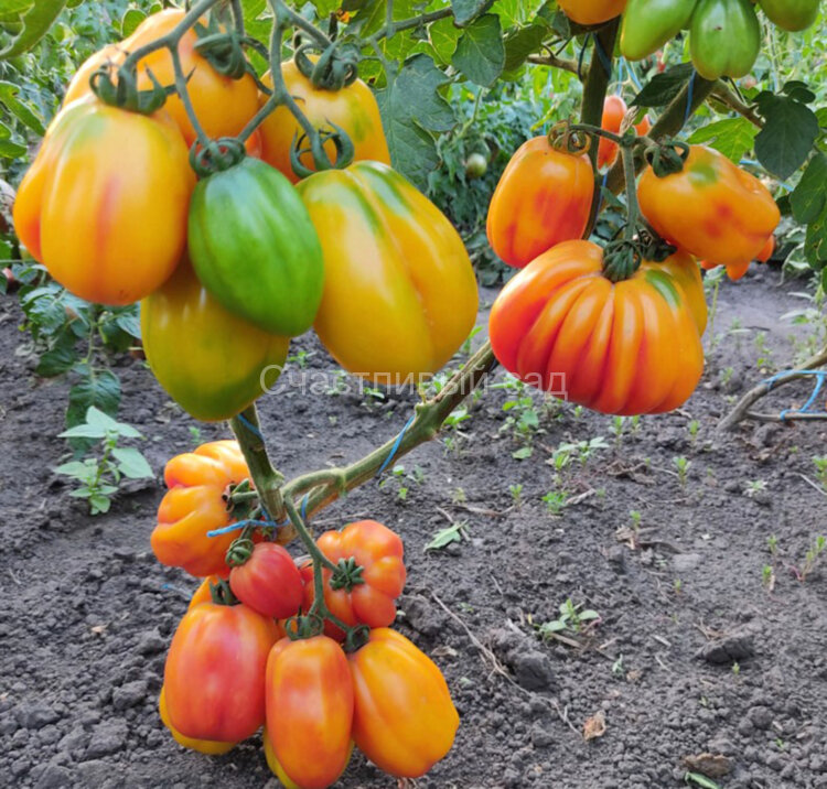 Калифорнийский тюльпан
