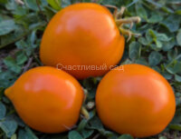 Dwarf Orange Perfection Pesak's (Гном Оранжевое Совершенство Песака)