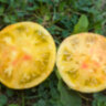 Dwarf Summer Sunrise (Гном Летний Рассвет) Dwarf Summer Sunrise (Гном Летний Рассвет)