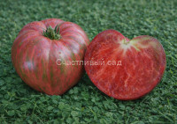Dwarf Purple Rain (Гном Фиолетовый дождь)