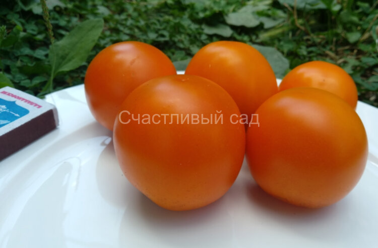 Верна Верна