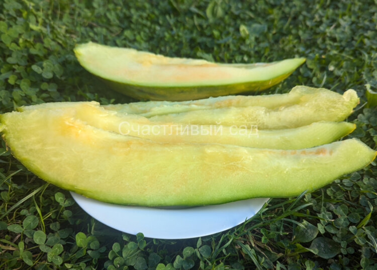 Дыня Банана (Banana)