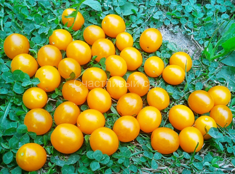 Summer Sun (Летнее Солнце)