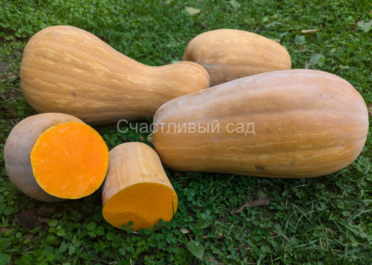 Тыква Пастила Шампань (Pastila Shampan)