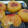 Paw Paw Yellow