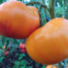 Paw Paw Yellow