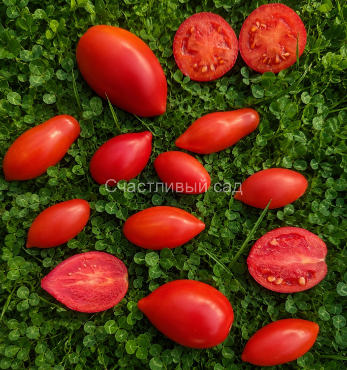 Dachtyla Mynoa (Дахтила Миноа)