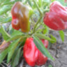 Перец Краснокожий Патио (Redskin Patio)