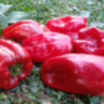 Перец Краснокожий Патио (Redskin Patio)