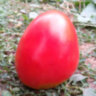Turnip (Репа)
