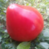 Turnip (Репа)