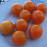 Sungold Select Sungold Select