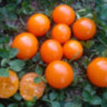 Sungold Select Sungold Select