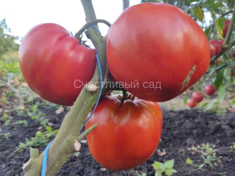 Aunt Swarlo’s polish plum (Польская слива тети Сварло) Aunt Swarlo’s polish plum (Польская слива тети Сварло)