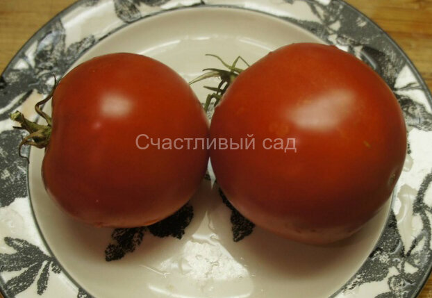 Богатырь Маслова