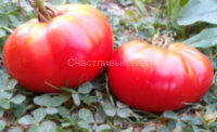 Ребристый гигант