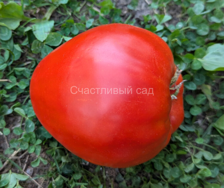 Гномьи шляпки (Dwarf's Hats)
