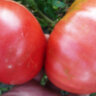 tomatniy_korol_large.JPG